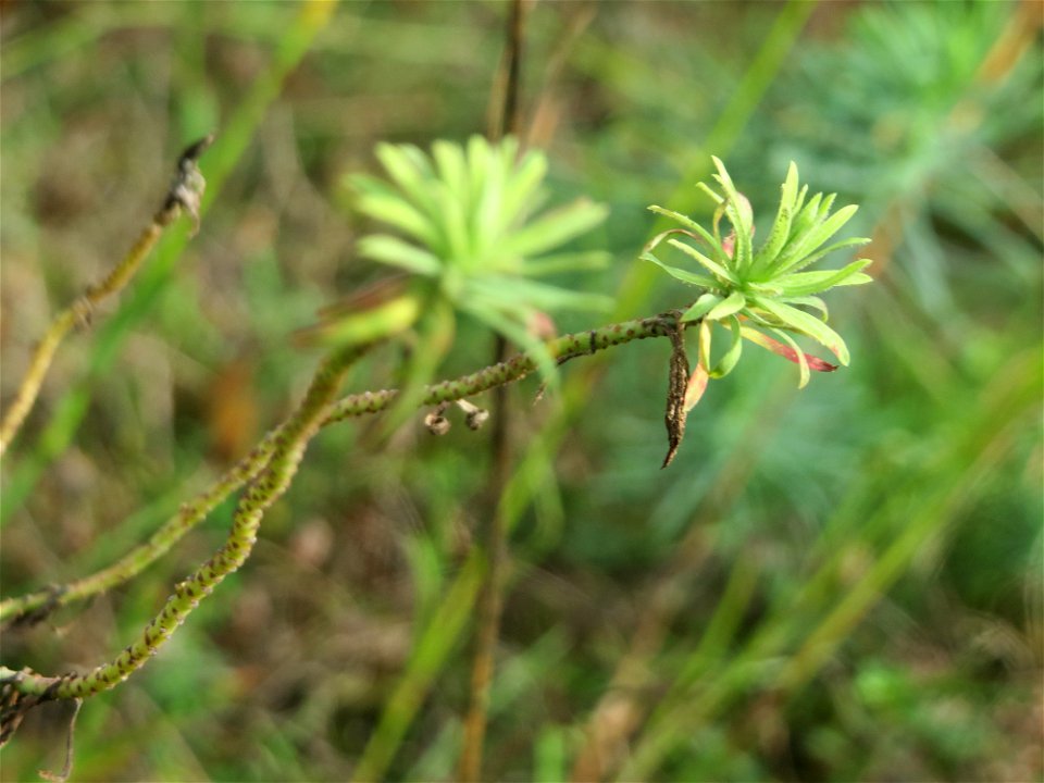 Zypressen-Wolfsmilch (Euphorbia cyparissias) im Schwetzinger Hardt - an der Bahnstrecke Mannheim-Karlsruhe findet sich ein kleines Sandmagerrasen-Biotop mit typischer Binnendünen-Vegetation