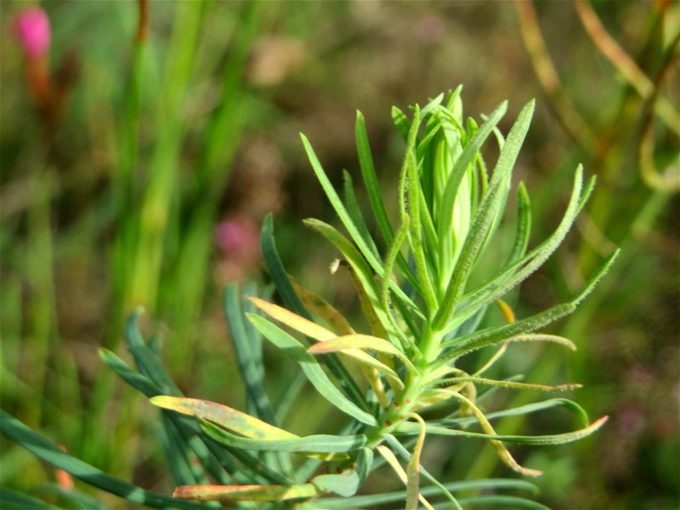 Zypressen-Wolfsmilch (Euphorbia cyparissias) im Schwetzinger Hardt - an der Bahnstrecke Mannheim-Karlsruhe findet sich ein kleines Sandmagerrasen-Biotop mit typischer Binnendünen-Vegetation