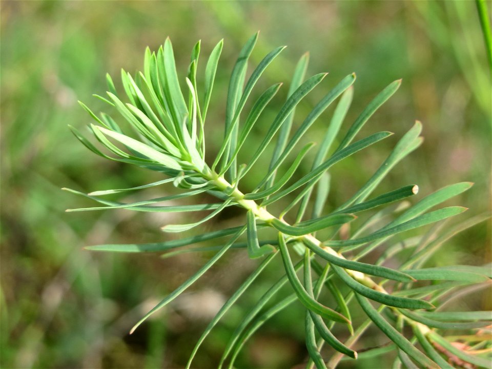 Zypressen-Wolfsmilch (Euphorbia cyparissias) im Schwetzinger Hardt - an der Bahnstrecke Mannheim-Karlsruhe findet sich ein kleines Sandmagerrasen-Biotop mit typischer Binnendünen-Vegetation