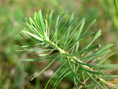 Zypressen-Wolfsmilch (Euphorbia cyparissias) im Schwetzinger Hardt - an der Bahnstrecke Mannheim-Karlsruhe findet sich ein kleines Sandmagerrasen-Biotop mit typischer Binnendünen-Vegetation