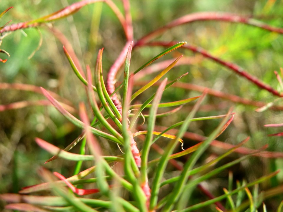 Zypressen-Wolfsmilch (Euphorbia cyparissias) im Schwetzinger Hardt - an der Bahnstrecke Mannheim-Karlsruhe findet sich ein kleines Sandmagerrasen-Biotop mit typischer Binnendünen-Vegetation