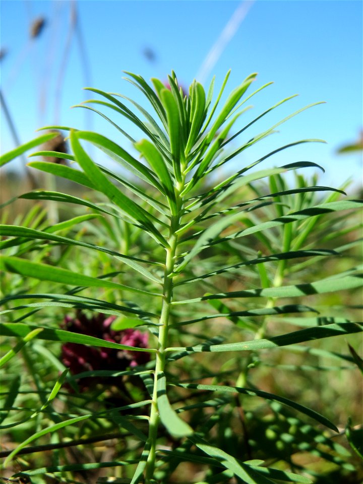Zypressen-Wolfsmilch (Euphorbia cyparissias) am Rand vom Naturschutzgebiet Wagbachniederung