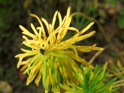 Zypressen-Wolfsmilch (Euphorbia cyparissias) in Hockenheim
