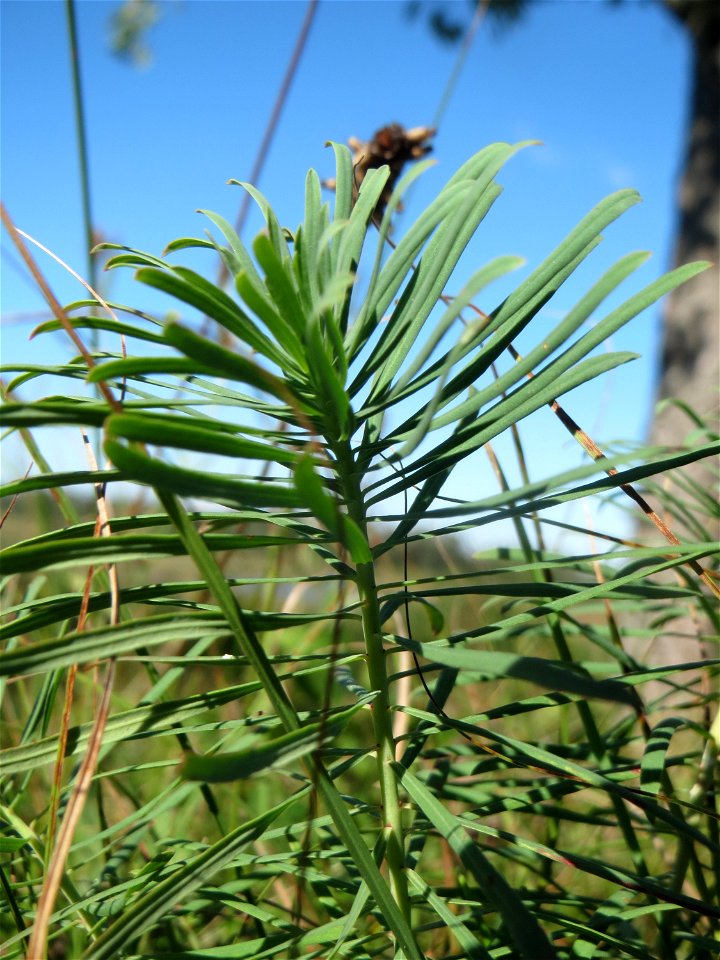 Zypressen-Wolfsmilch (Euphorbia cyparissias) am Rand vom Naturschutzgebiet Wagbachniederung