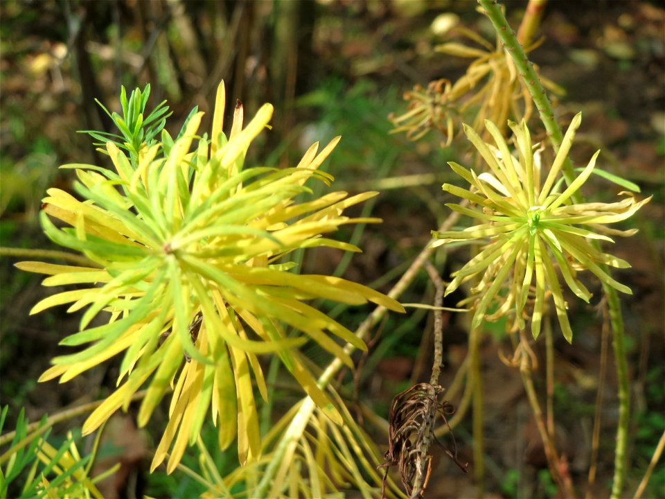 Zypressen-Wolfsmilch (Euphorbia cyparissias) in Hockenheim