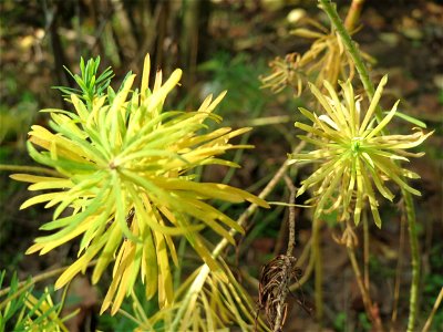 Zypressen-Wolfsmilch (Euphorbia cyparissias) in Hockenheim