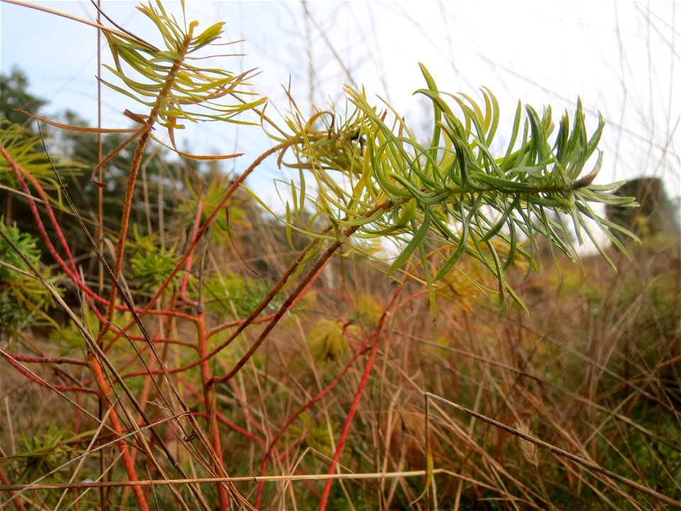 Zypressen-Wolfsmilch (Euphorbia cyparissias) im Naturschutzgebiet Hirschacker und Dossenwald