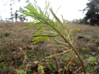 Zypressen-Wolfsmilch (Euphorbia cyparissias) im Naturschutzgebiet Hirschacker und Dossenwald