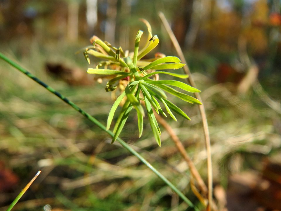 Zypressen-Wolfsmilch (Euphorbia cyparissias) im Naturschutzgebiet Zugmantel-Bandholz