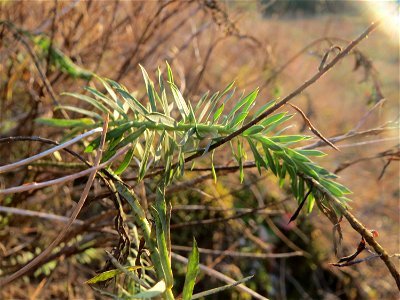 Zypressen-Wolfsmilch (Euphorbia cyparissias) an der Düne der ehem. Ostkurve im Schwetzinger Hardt