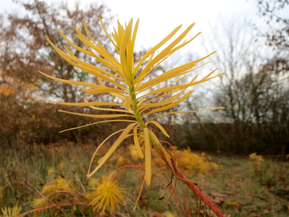 Zypressen-Wolfsmilch (Euphorbia cyparissias) in Hockenheim