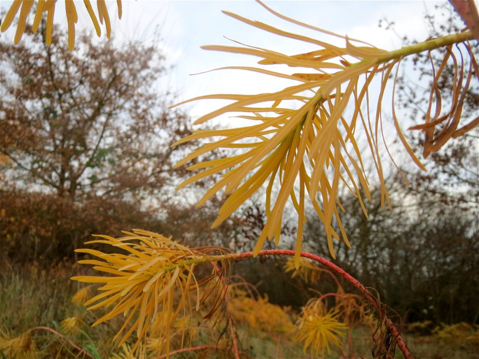 Zypressen-Wolfsmilch (Euphorbia cyparissias) in Hockenheim