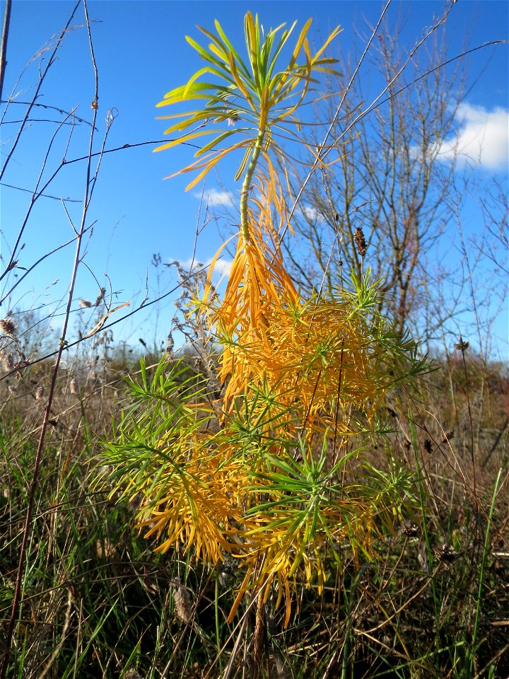 Zypressen-Wolfsmilch (Euphorbia cyparissias) bei Neulußheim (Gemarkung Altlußheim)