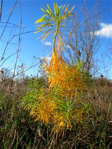 Zypressen-Wolfsmilch (Euphorbia cyparissias) bei Neulußheim (Gemarkung Altlußheim)