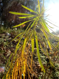 Zypressen-Wolfsmilch (Euphorbia cyparissias) in Hockenheim