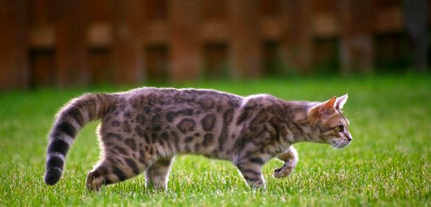 Blue bengal kitten walking