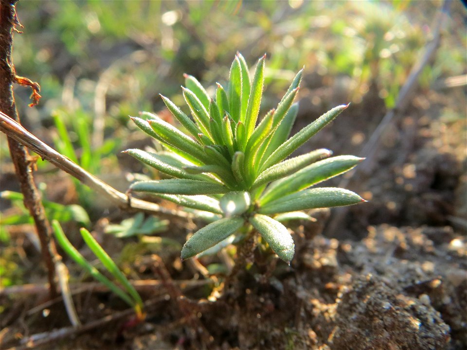 Junges Pflänzchen der Zypressen-Wolfsmilch (Euphorbia cyparissias) in Hockenheim