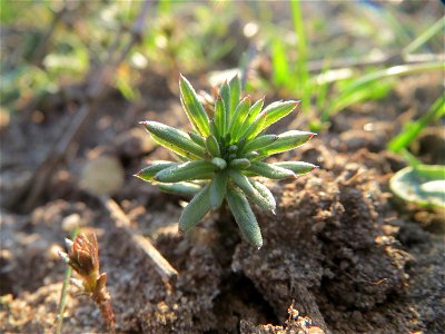 Junges Pflänzchen der Zypressen-Wolfsmilch (Euphorbia cyparissias) in Hockenheim