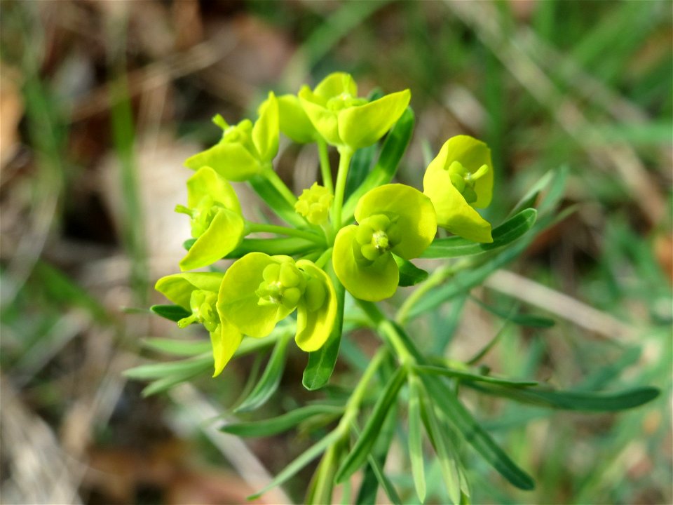 Zypressen-Wolfsmilch (Euphorbia cyparissias) in der Schwetzinger Hardt