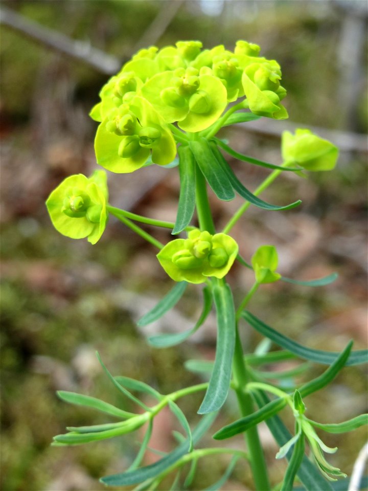 Zypressen-Wolfsmilch (Euphorbia cyparissias) in der Schwetzinger Hardt