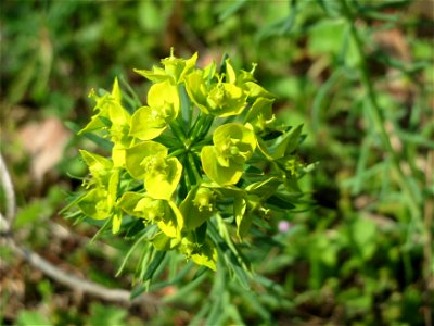 Zypressen-Wolfsmilch (Euphorbia cyparissias) auf einer Streuobstwiese in Hockenheim