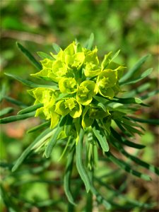 Zypressen-Wolfsmilch (Euphorbia cyparissias) auf einer Streuobstwiese in Hockenheim