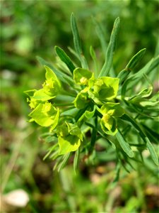 Zypressen-Wolfsmilch (Euphorbia cyparissias) auf einer Streuobstwiese in Hockenheim
