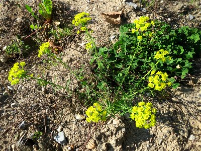 Zypressen-Wolfsmilch (Euphorbia cyparissias) auf einer Brachfläche am Messplatz in Hockenheim