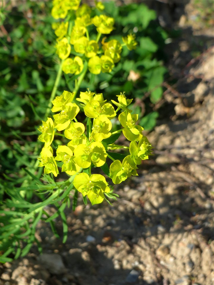 Zypressen-Wolfsmilch (Euphorbia cyparissias) auf einer Brachfläche am Messplatz in Hockenheim