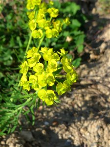 Zypressen-Wolfsmilch (Euphorbia cyparissias) auf einer Brachfläche am Messplatz in Hockenheim