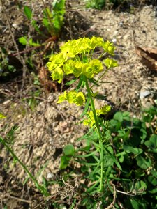 Zypressen-Wolfsmilch (Euphorbia cyparissias) auf einer Brachfläche am Messplatz in Hockenheim