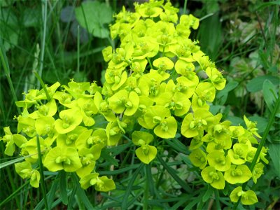 Zypressen-Wolfsmilch (Euphorbia cyparissias) im Simbachtal