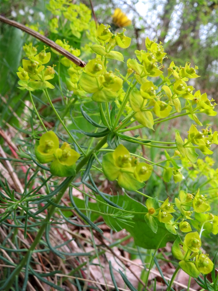 Zypressen-Wolfsmilch (Euphorbia cyparissias) an einer ehem. Weinbergsmauer an einer alten Römerstraße im Simbachtal, einst Jakobsweg