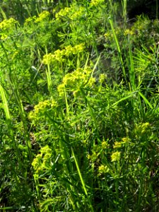 Zypressen-Wolfsmilch (Euphorbia cyparissias) im Almet in Sankt Arnual