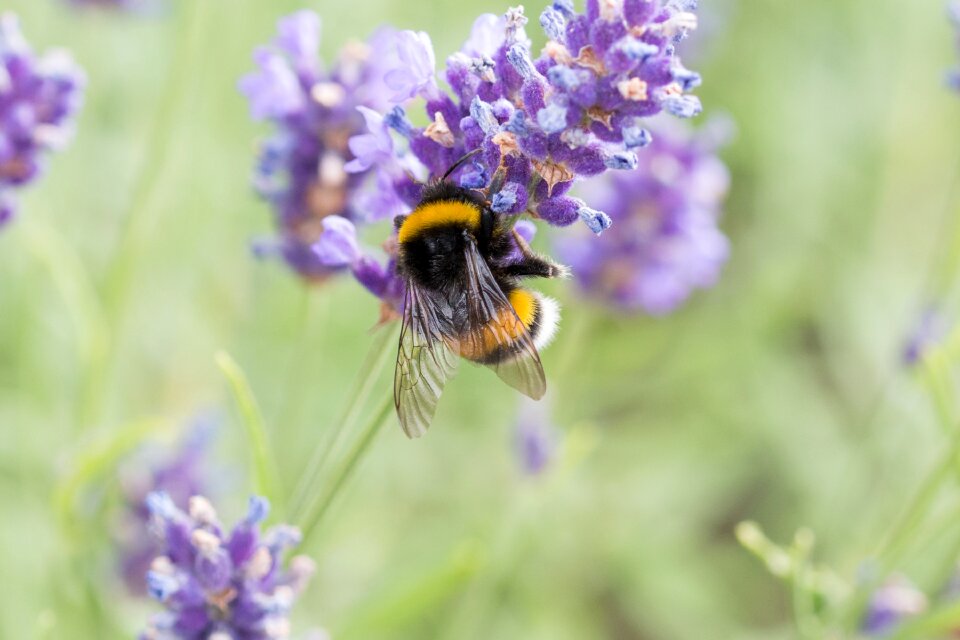 Hummel insect violet photo