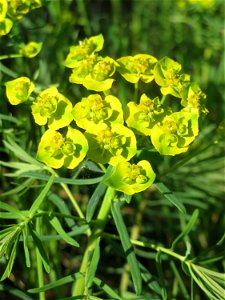 Zypressen-Wolfsmilch (Euphorbia cyparissias) im Almet in Sankt Arnual