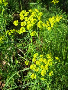 Zypressen-Wolfsmilch (Euphorbia cyparissias) im Almet in Sankt Arnual