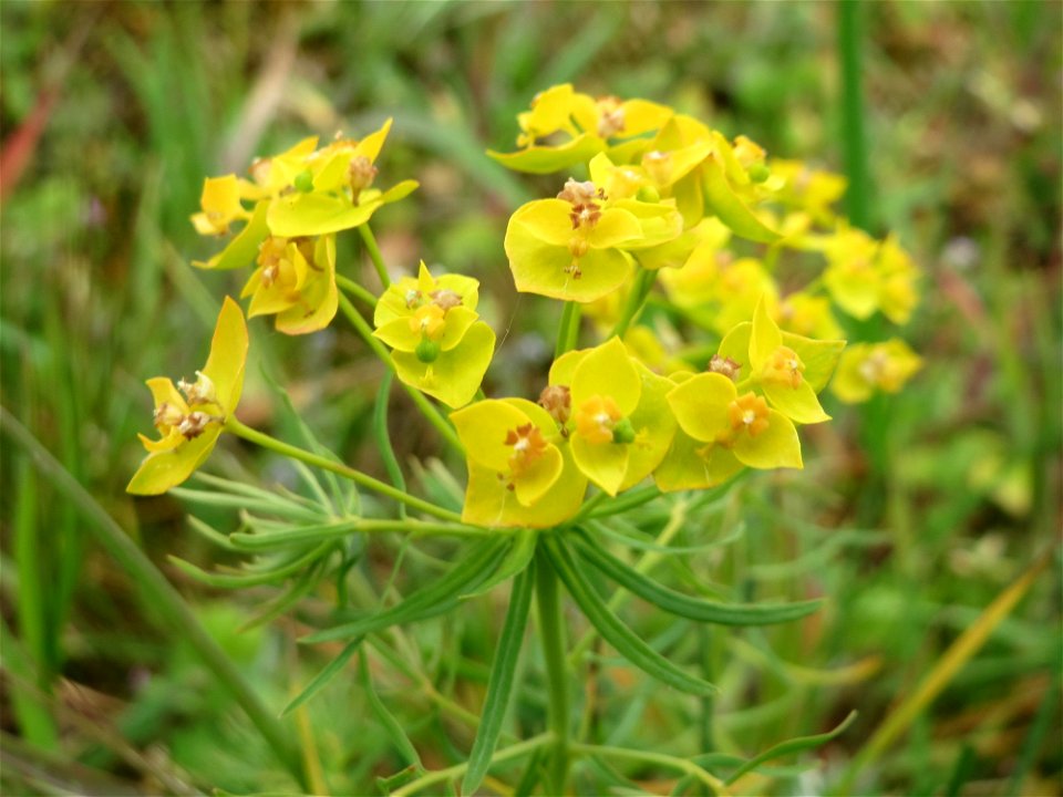 Zypressen-Wolfsmilch (Euphorbia cyparissias) im Naturschutzgebiet „Bachwiesen/Leopoldswiesen“ im Hockenheimer Rheinbogen
