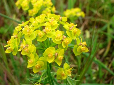 Zypressen-Wolfsmilch (Euphorbia cyparissias) im Naturschutzgebiet „Bachwiesen/Leopoldswiesen“ im Hockenheimer Rheinbogen