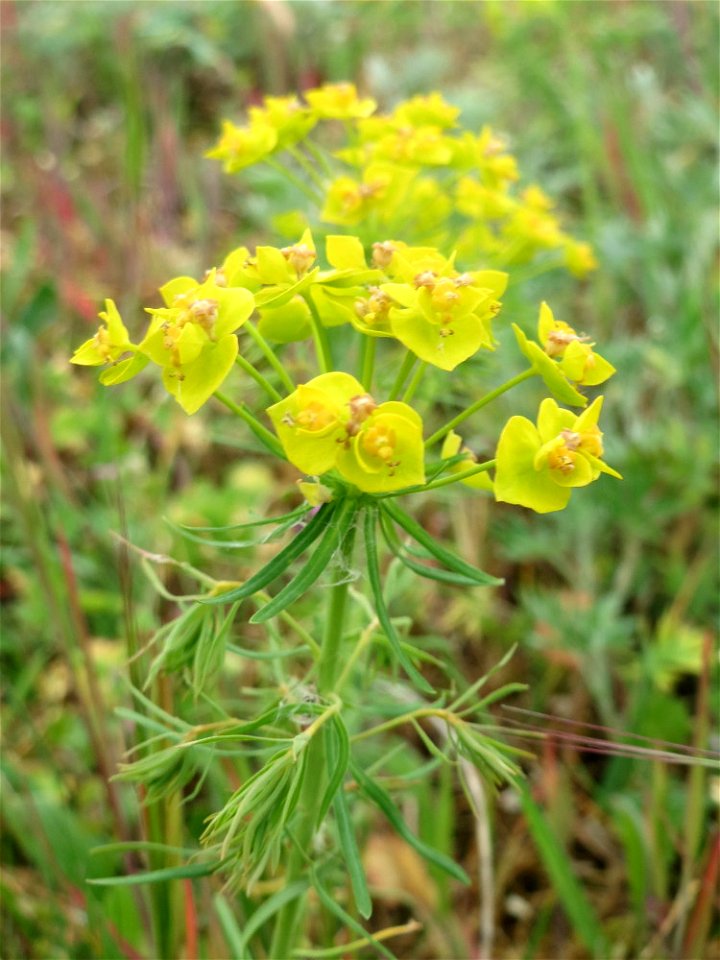 Zypressen-Wolfsmilch (Euphorbia cyparissias) im Naturschutzgebiet „Bachwiesen/Leopoldswiesen“ im Hockenheimer Rheinbogen