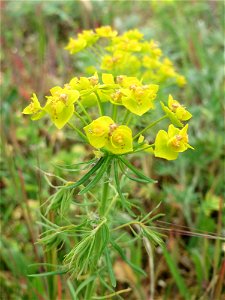 Zypressen-Wolfsmilch (Euphorbia cyparissias) im Naturschutzgebiet „Bachwiesen/Leopoldswiesen“ im Hockenheimer Rheinbogen