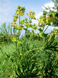 Zypressen-Wolfsmilch (Euphorbia cyparissias) auf einer Streuobstwiese in Hockenheim