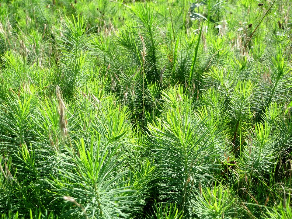 Zypressen-Wolfsmilch (Euphorbia cyparissias) auf einer Streuobstwiese in Hockenheim