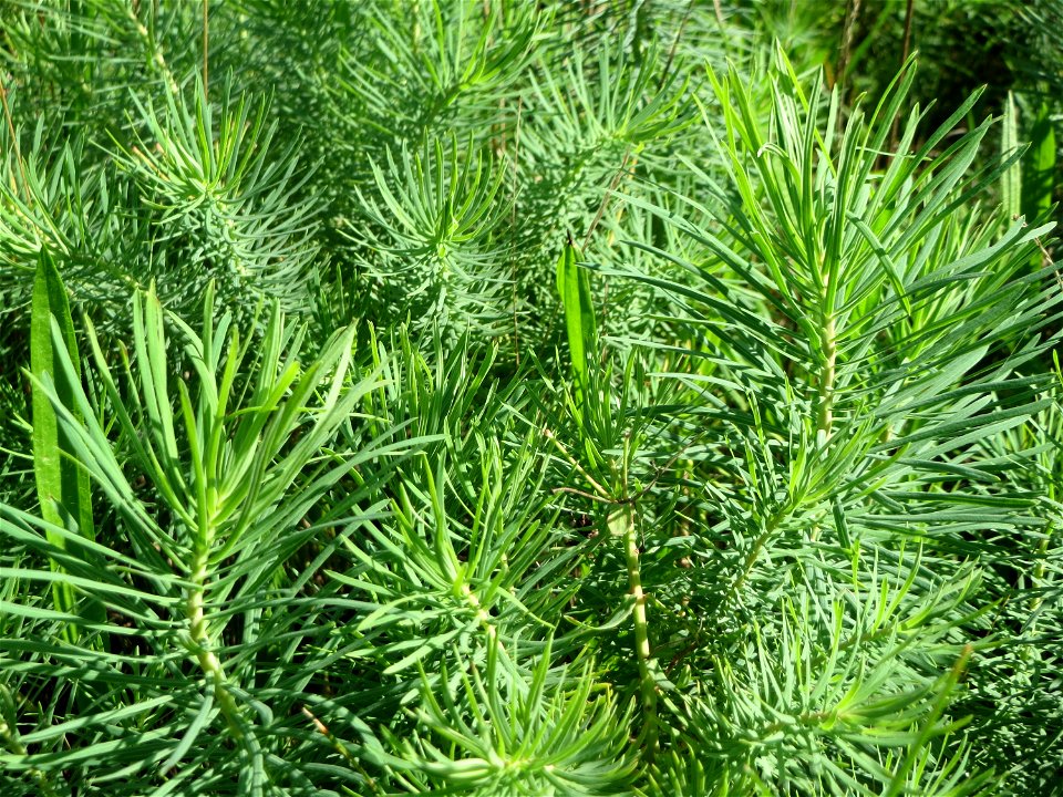 Zypressen-Wolfsmilch (Euphorbia cyparissias) auf einer Streuobstwiese in Hockenheim