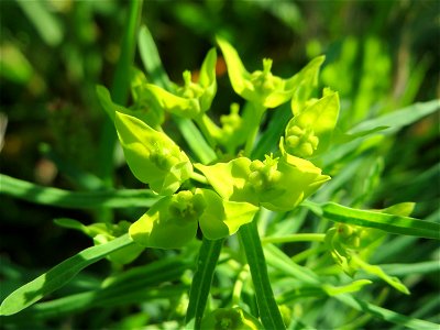 Zypressen-Wolfsmilch (Euphorbia cyparissias) auf einer Streuobstwiese in Hockenheim - diese Wolfsmilch, eigentlich ein typischer Frühlingsblütler, kommt im Sommer in geringerem Maße oft noch zu einer 
