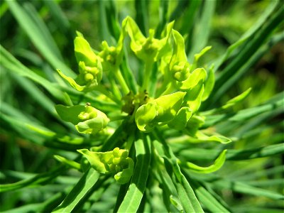 Zypressen-Wolfsmilch (Euphorbia cyparissias) auf einer Streuobstwiese in Hockenheim - diese Wolfsmilch, eigentlich ein typischer Frühlingsblütler, kommt im Sommer in geringerem Maße oft noch zu einer 