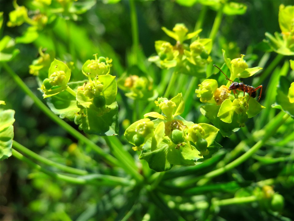 Zypressen-Wolfsmilch (Euphorbia cyparissias) auf einer Streuobstwiese in Hockenheim - diese Wolfsmilch, eigentlich ein typischer Frühlingsblütler, kommt im Sommer in geringerem Maße oft noch zu einer 