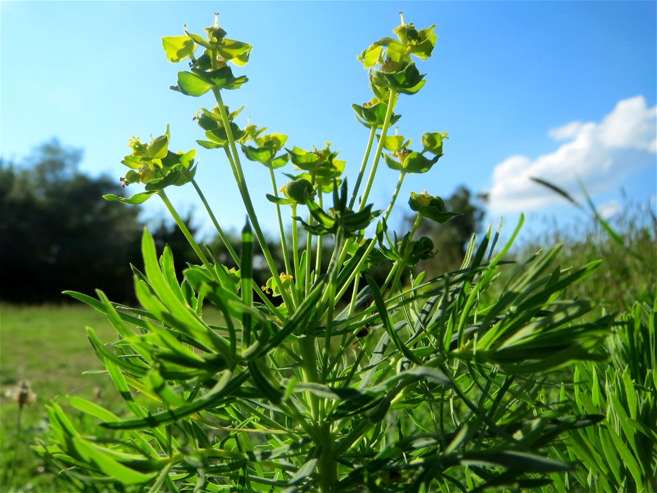 Zypressen-Wolfsmilch (Euphorbia cyparissias) auf einer Streuobstwiese in Hockenheim - diese Wolfsmilch, eigentlich ein typischer Frühlingsblütler, kommt im Sommer in geringerem Maße oft noch zu einer 