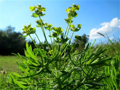 Zypressen-Wolfsmilch (Euphorbia cyparissias) auf einer Streuobstwiese in Hockenheim - diese Wolfsmilch, eigentlich ein typischer Frühlingsblütler, kommt im Sommer in geringerem Maße oft noch zu einer 
