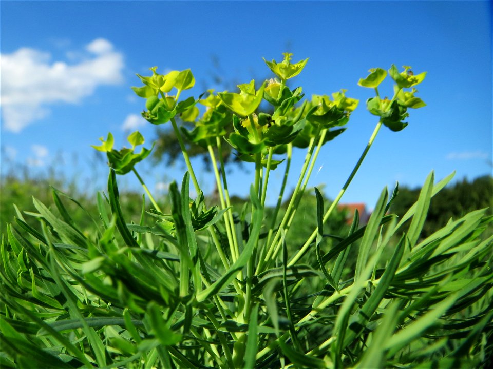 Zypressen-Wolfsmilch (Euphorbia cyparissias) auf einer Streuobstwiese in Hockenheim - diese Wolfsmilch, eigentlich ein typischer Frühlingsblütler, kommt im Sommer in geringerem Maße oft noch zu einer 